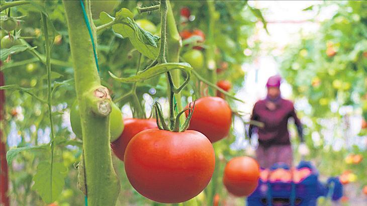 Bitkisel üretimde biyolojik mücadele